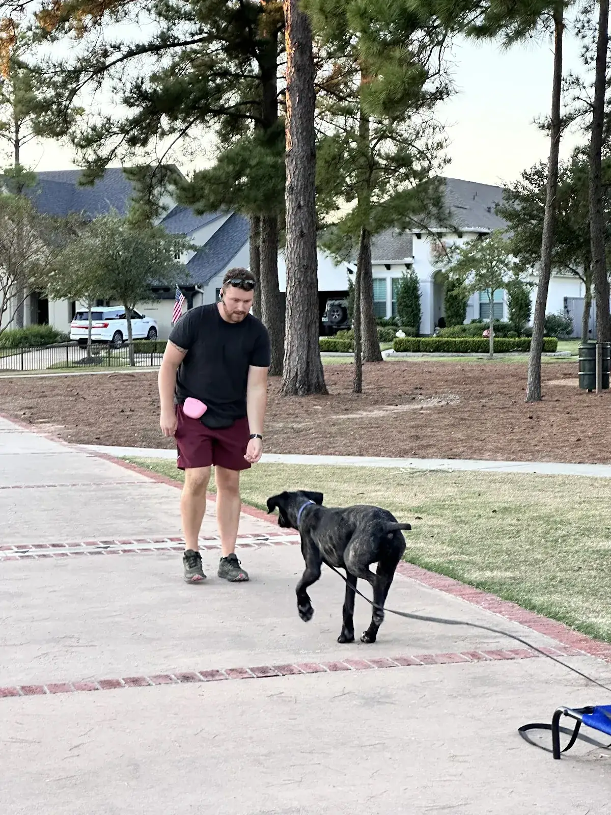 Our trainer walking a black Lab on a loose leash down a quiet residential street