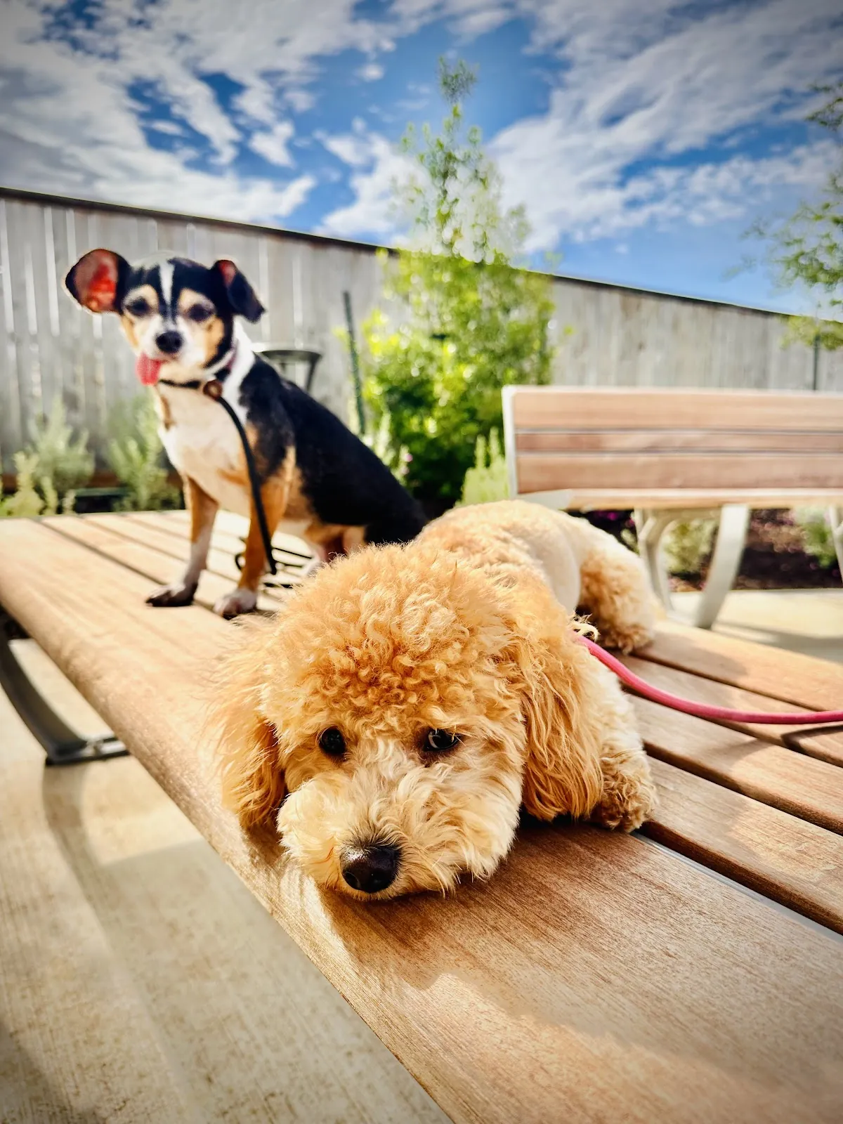 Two dogs settled on place beds in the backyard of our Cypress training home during a board and train