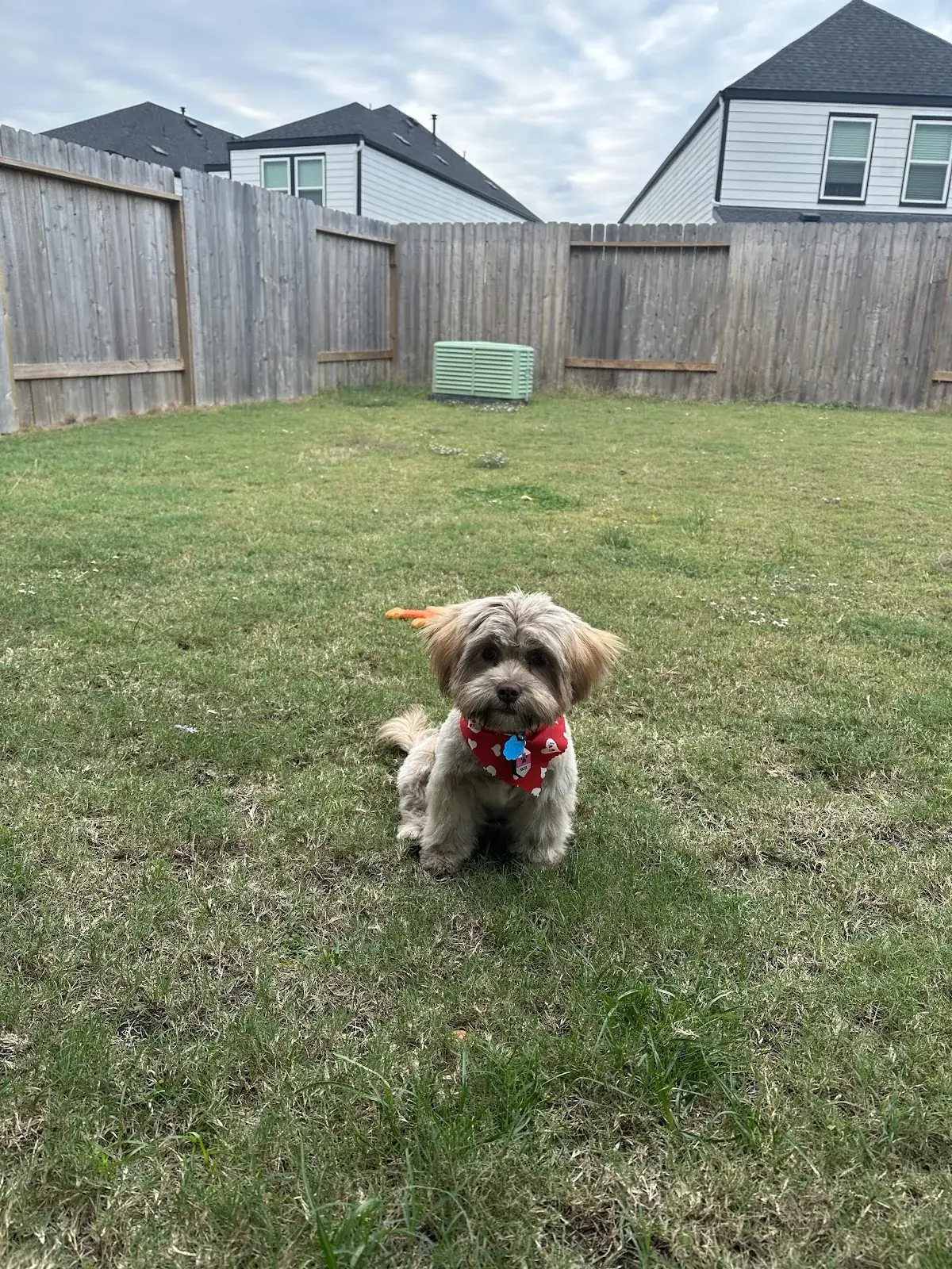 A small Best Dog University dog holding a sit on a backyard lawn