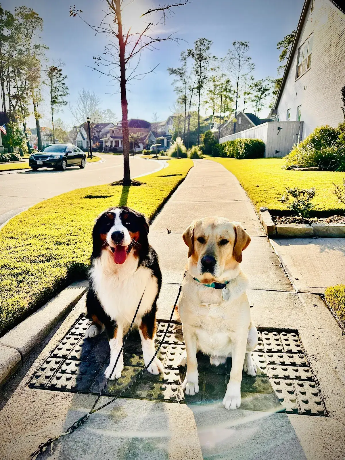 Two board and train dogs sitting calmly together on a Cypress sidewalk after reactive dog training