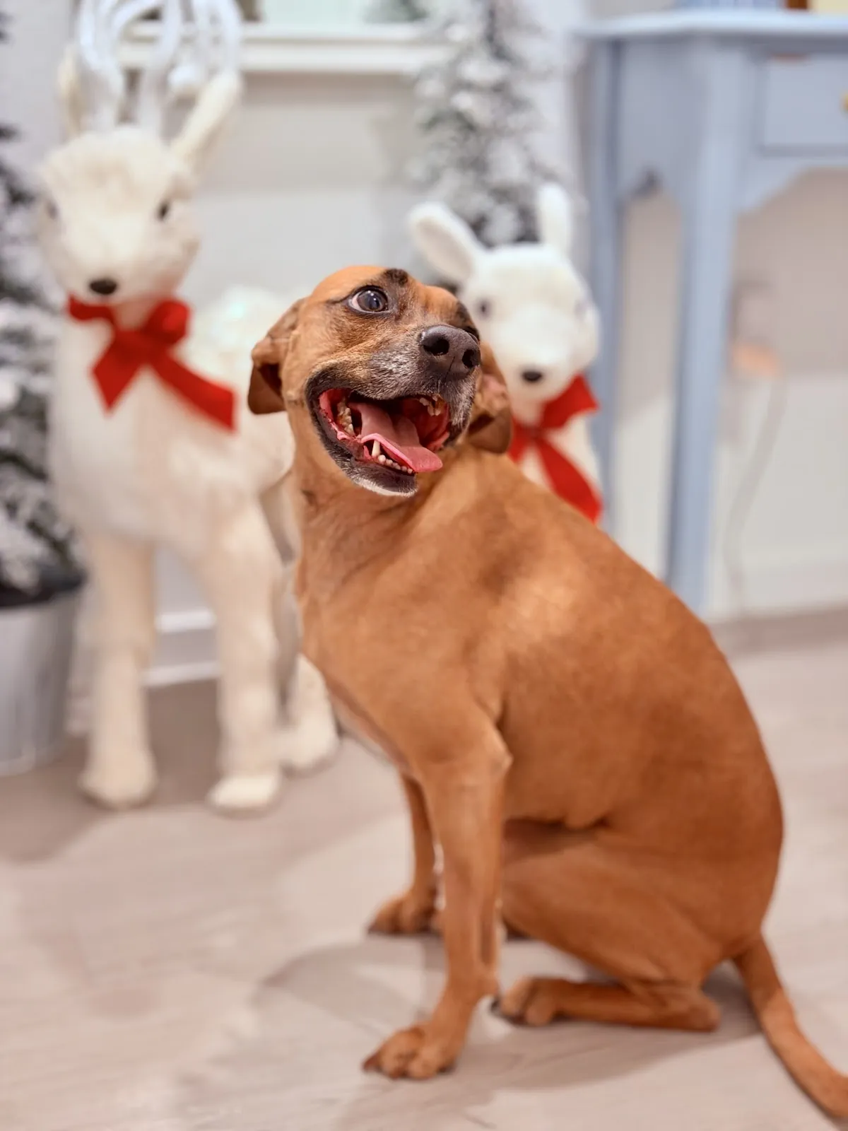 Two dogs sitting together wearing holiday antlers, a pair of graduates in the training home at Christmas