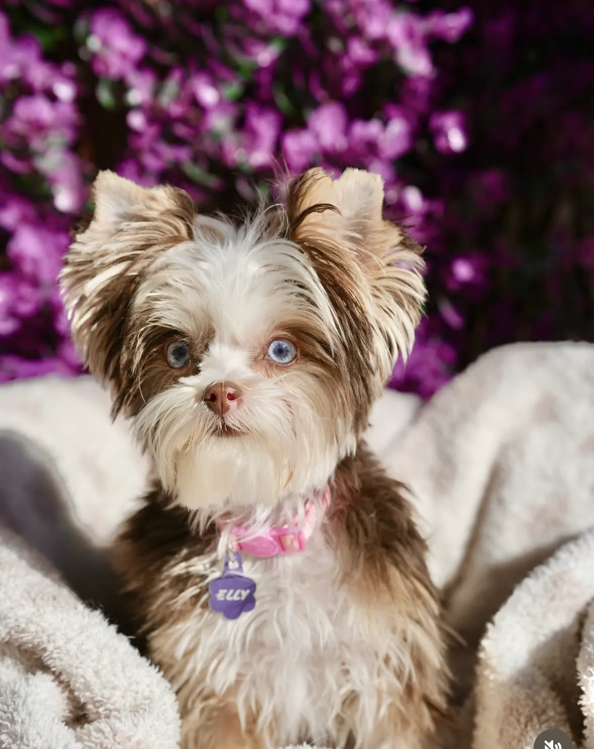 A shih tzu puppy sitting among purple flowers, the age when nipping and jumping habits form