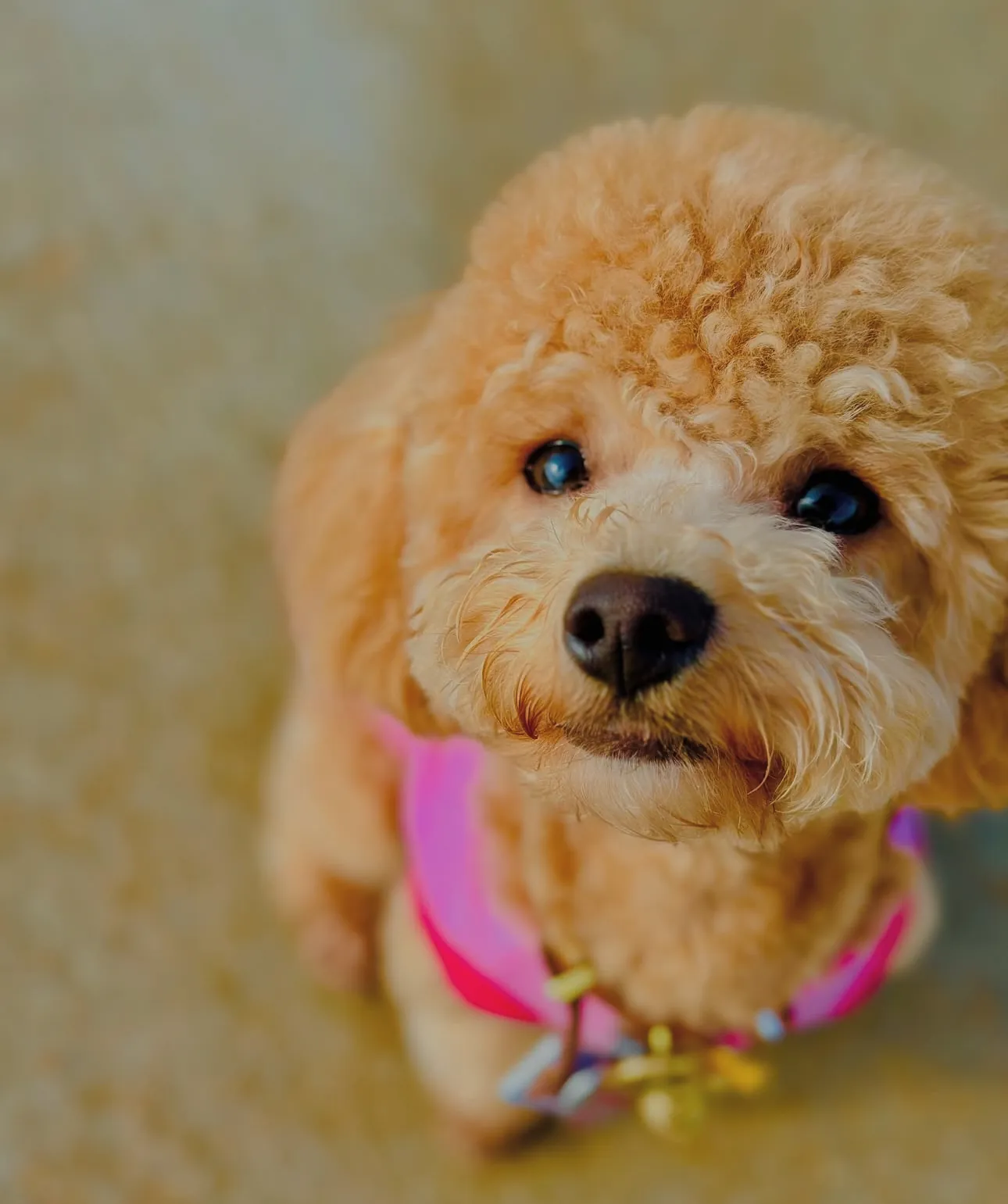 A red poodle puppy in a pink collar, a typical Puppy Development Bundle student in Houston