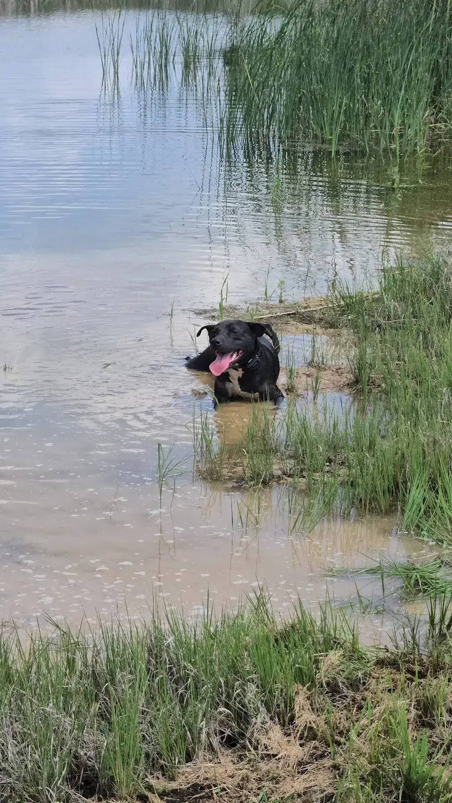A black dog wading calmly through a pond on a training session, the water recall stage of off-leash work