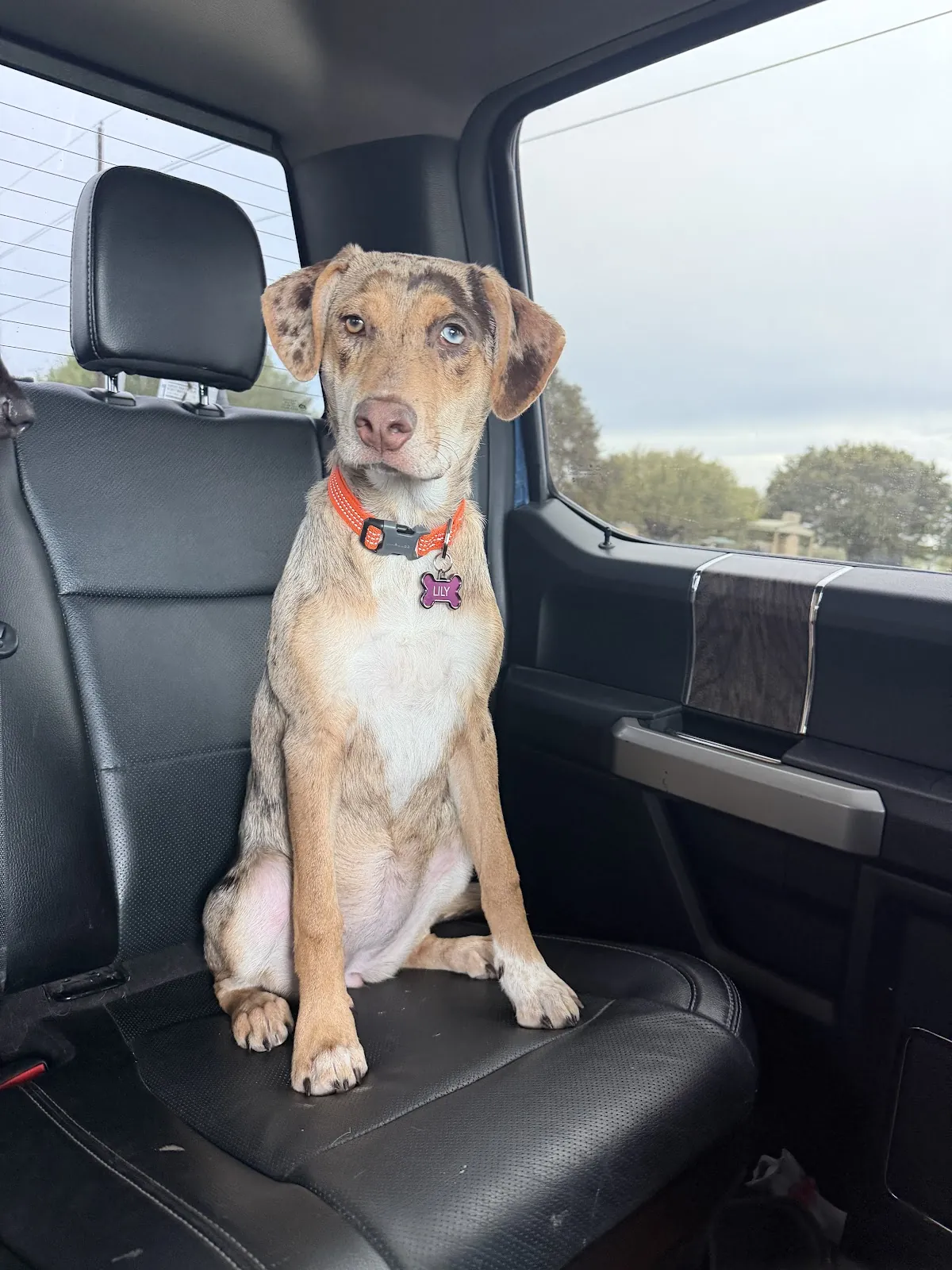 A board and train graduate sitting calmly in the back seat of a car, ready for the ride home to Houston