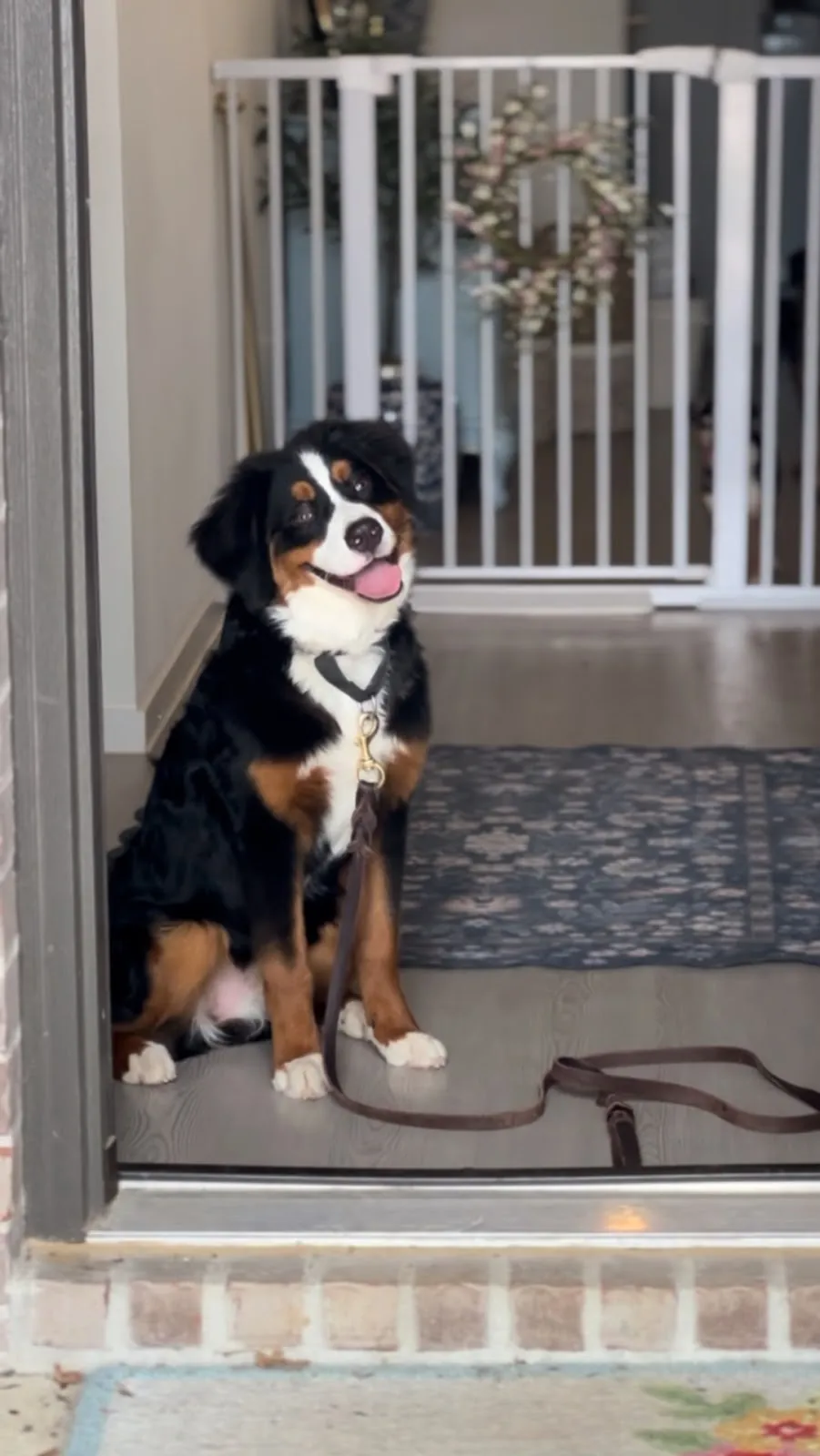 A Bernese mountain dog waiting calmly at a front door, the door manners aggressive dog training builds