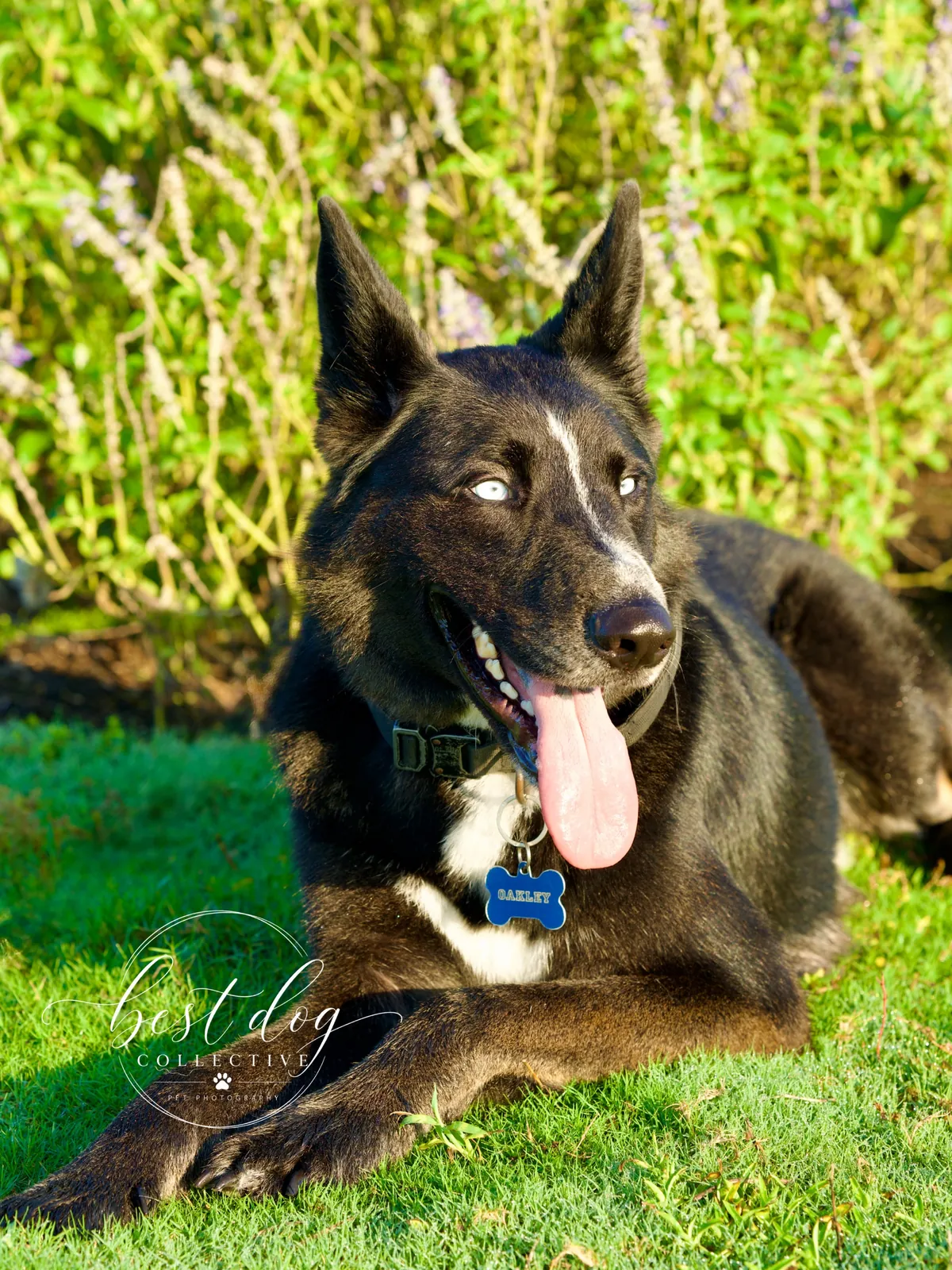 Oakley, a shepherd-husky mix, lying in the grass on the day he arrived for training