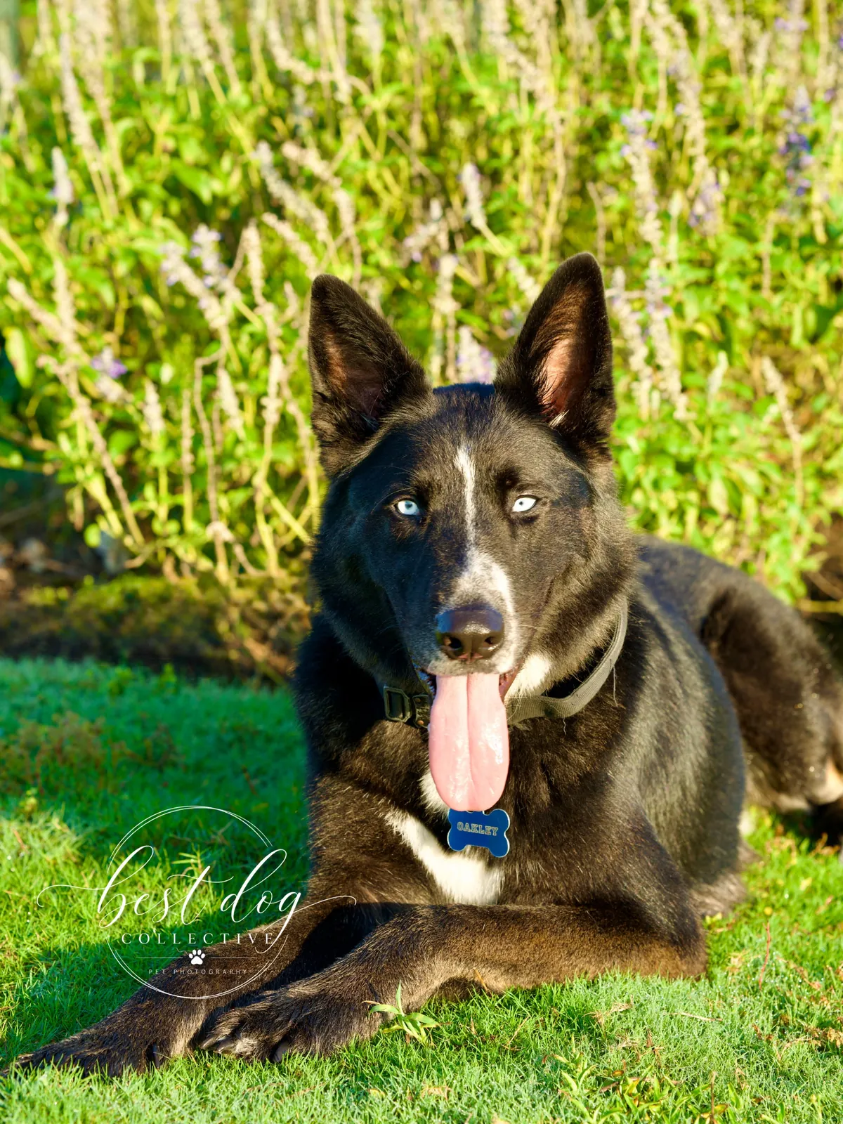 Oakley, a shepherd-husky mix, resting in the grass during his stay