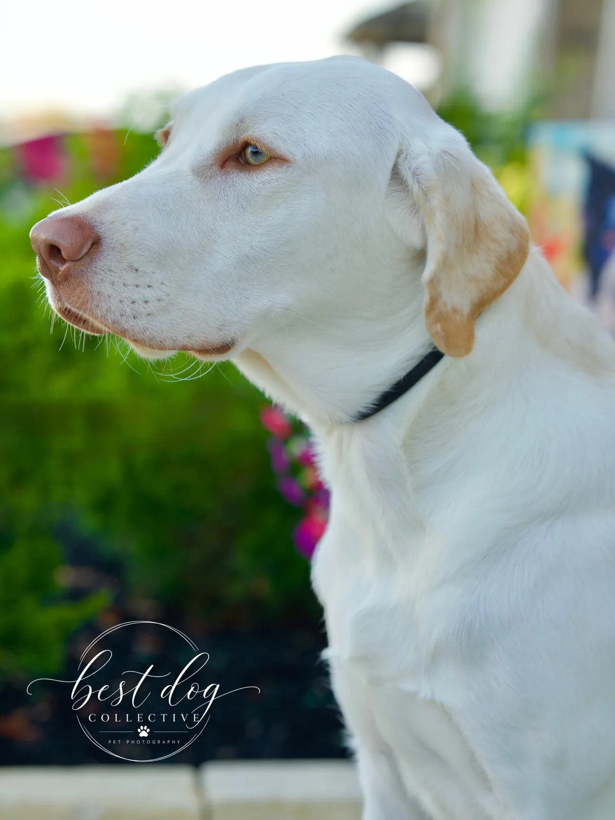 Scout, a white Lab, in profile, a rescue dog settling in during a first week
