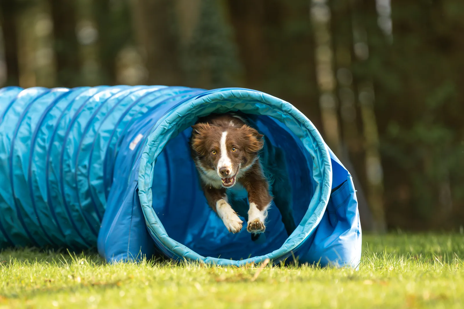 Agility Board & Train: A dog running through an agility tunnel